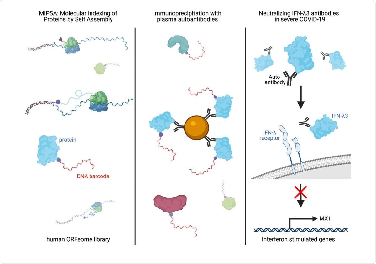 Study: Neutralizing IFNL3 Autoantibodies in Severe COVID-19 Identified Using Molecular Indexing of Proteins by Self-Assembly. Image Credit: Preprint Graphical Abstract / bioRxiv preprint server