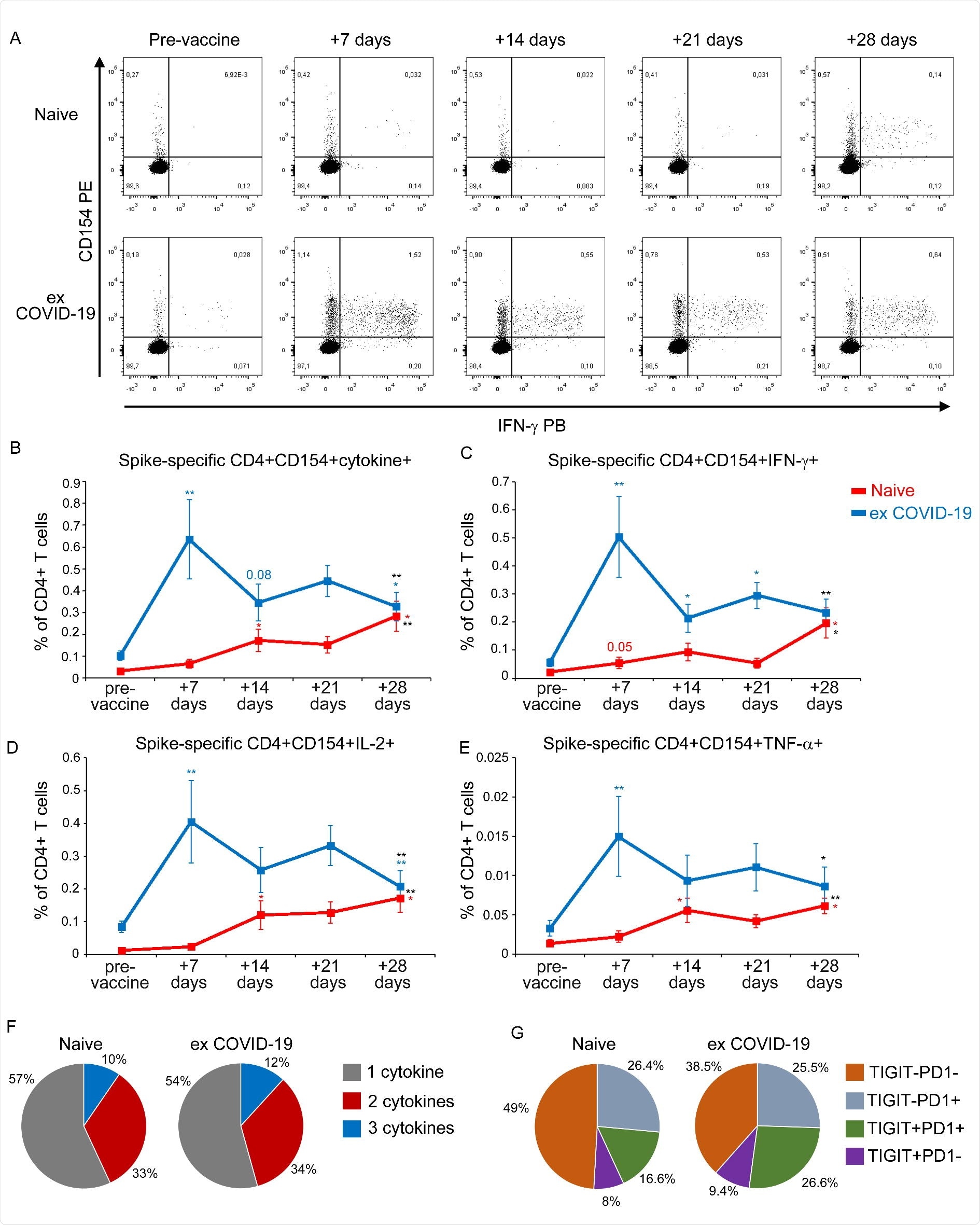 Detection of Spike-specific circulating CD4+ T cells in naïve and ex COVID19 vaccinated subjects A) Representative flow cytometric plots of Spike-specific CD4+ CD154+ IFN-γ+ T cells in one naïve (upper row) and one ex COVID-19 (lower row) subject before vaccination and after 7, 14, 21, 28 days from the first injection. Kinetic analysis of frequencies of CD154+ cells producing at least one cytokine among IL-2, IFN-γ and TNF-α (B), CD154+ IFN-γ+ (C), CD154+ IL-2+ (D), CD154+ TNF-α+ (E) Spike-specific T cells in naïve (red lines) and ex COVID-19 (blue lines) subjects, before and after vaccination. Data are represented as mean ±SE from 11 naïve and 11 ex COVID-19 subjects, subtracted of background unstimulated negative control. Blue and red asterisks refer to paired statistics within each study group compared to the previous time point in the kinetic. Black asterisks at day 28 represent paired statistic compared to pre-vaccine point. *= p<0.05; **= p<0.01; ***= p<0.001. (F) Characterization of SARS-CoV-2 Spike-specific CD4+ T cell polyfunctionality in naïve and ex COVID-19 subjects at day 28 following the first vaccine injection. Results are expressed as mean percentages from 11 naïve and 11 ex COVID-19 subjects. (G) Characterization of TIGIT and PD1 expression by SARS-CoV-2 Spike-specific CD4+ T cells in 7 naïve and 8 ex COVID-19 subjects. Results are expressed as mean percentages.