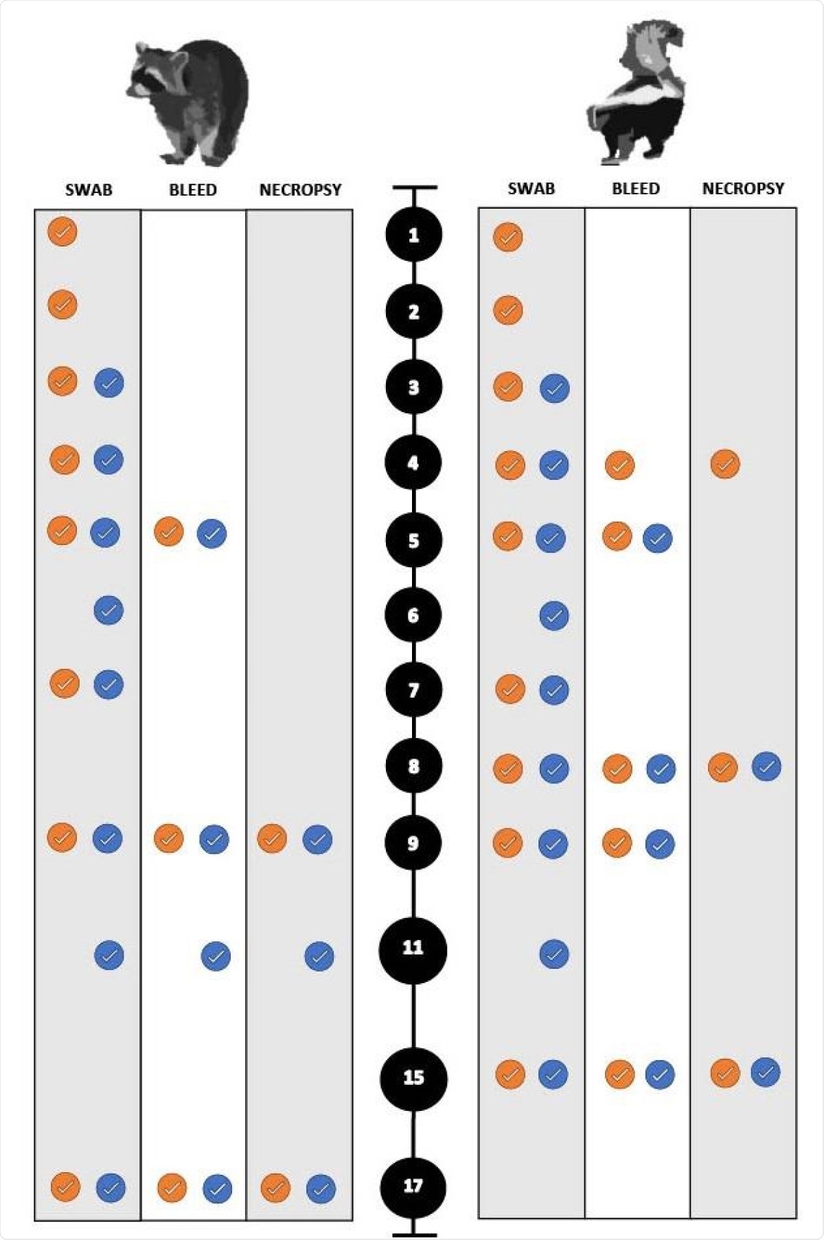 Timeline for the experimental SARS-CoV-2 infection trials of both raccoons and 188 striped skunks. The black circles represent days post inoculation (DPI). The orange circles 189 indicate directly inoculated animals. The blue circles indicate the direct contact animals.