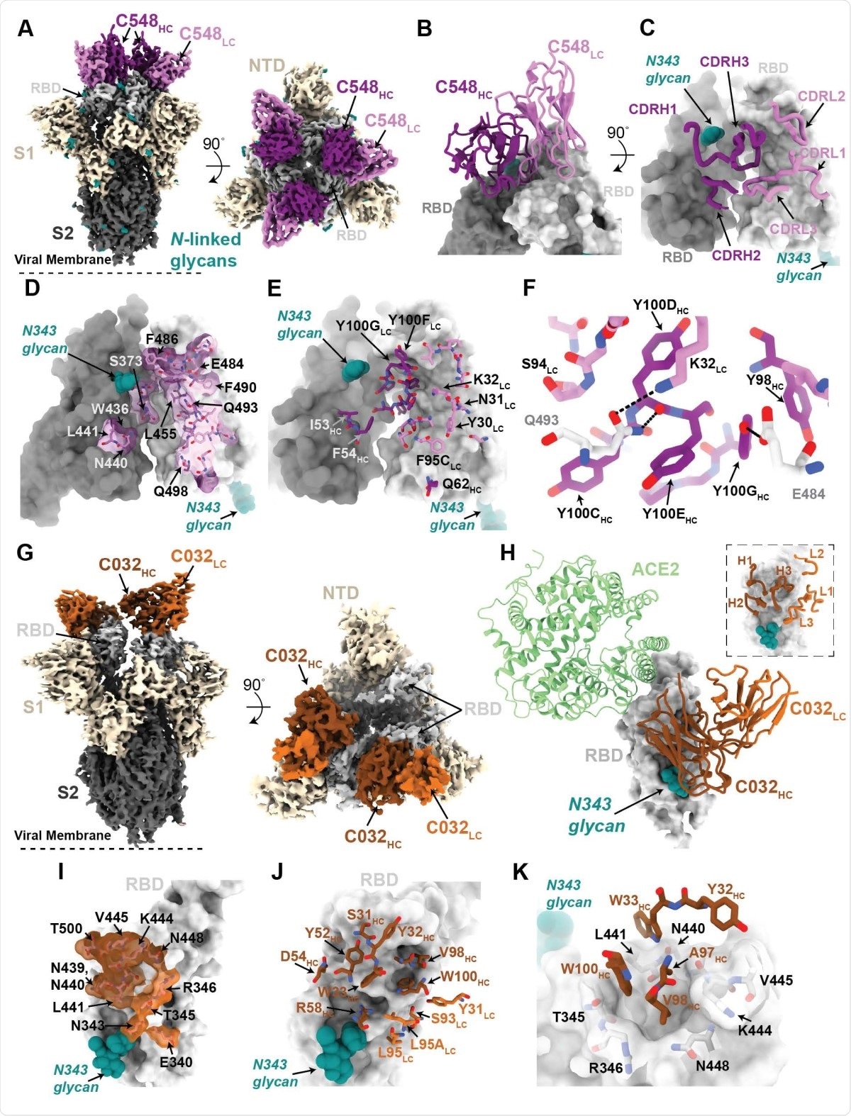 Structures of class 2 and class 3 anti-RBD 1.3m antibodies. (A) 3.4 Å cryo-EM density for class 2 C548-S complex (only the VH-VL domains of C548 are shown). (B) Close-up view of quaternary epitope involving bridging interactions between adjacent RBDs. (C) CDR loops mapped onto adjacent RBD surfaces. (D) Epitope of C548 highlighted on adjacent RBDs. (E) C548 paratope mapped onto adjacent RBDs. (F) Interactions between RBD and C548 with a subset of interacting residues highlighted as sticks. Potential hydrogen bonds shown as dotted lines. (G) 3.4 Å cryo-EM density for class 3 C032-S complex (only the VH-VL domains of C032 are shown). (H) Overlay of C032–RBD portion of the C032-S complex structure with an ACE2-RBD structure (from PDB 6VW1). (I) Epitope of C032 highlighted on the RBD surface. (J) C032 paratope mapped onto RBD surface. (K) Interactions between RBD and C032 CDRH1 and CDRH3 loops, with a subset of interacting residues highlighted as sticks. Potential hydrogen bonds shown as dotted lines.