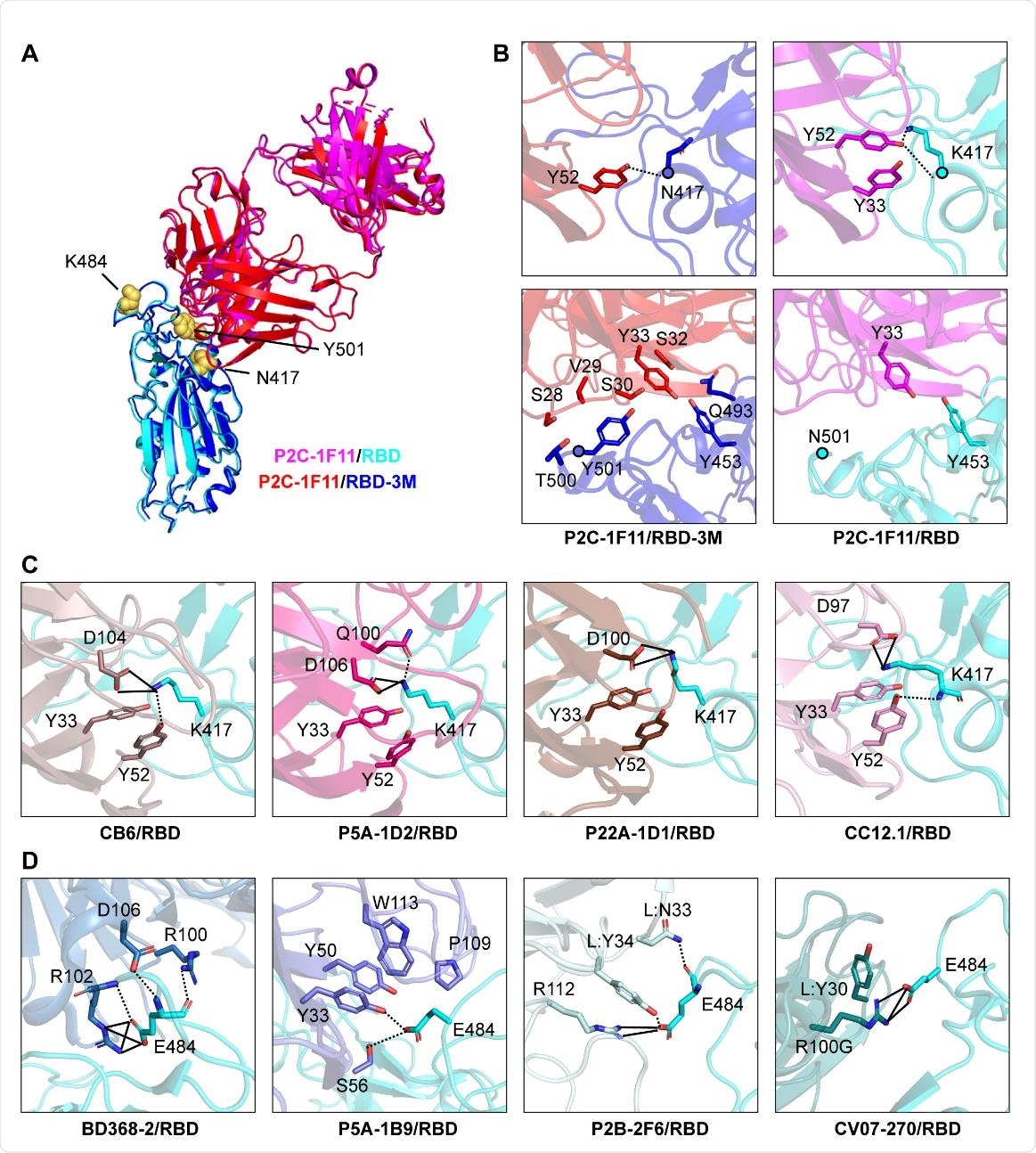 Structural basis for mAb neutralization and escape. (A) P2C-1F11/RBD224 3M crystal structure superposed onto P2C-1F11/RBD crystal structure (PDB: 7CDI). P2C-1F11 is colored with magenta and RBD is colored with cyan in the P2C-1F11/RBD complex. The P2C-1F11 and RBD-3M are colored with red and blue respectively in the P2C-1F11/RBD-3M complex. The three RBD-3M mutated residues (N417, K484, and Y501) are shown as yellow-colored spheres. (B) Interactions with P2C-1F11 around RBD-3M N417 and Y501 (left panel) and wildtype RBD K417 and N501 (right panel). (C) Interactions between K417 and representative Class I IGHV3-53/3-66 antibodies CB6, P5A-1D2, P22A-1D1 and CC12.1. (D) Interactions between E484 and Class II antibodies BD368-2, P5A-1B9, P2B-2F6 and CV07-270. For panel (C) and (D), antibodies are shown with different colors; hydrogen bond and salt bridge are represented by dashed and black lines, respectively. CB6/RBD (PDB: 7C01), P5A235 1D2/RBD (PDB: 7CHO), P22A-1D1/RBD (PDB: 7CHS), CC12.1/RBD (PDB: 6XC2), BD368-2/RBD (PDB: 7CHC), P5A-1B9 (PDB: 7CZX), P2B-2F6 (PDB: 7BWJ), CV07-270 (PDB:6XKP).