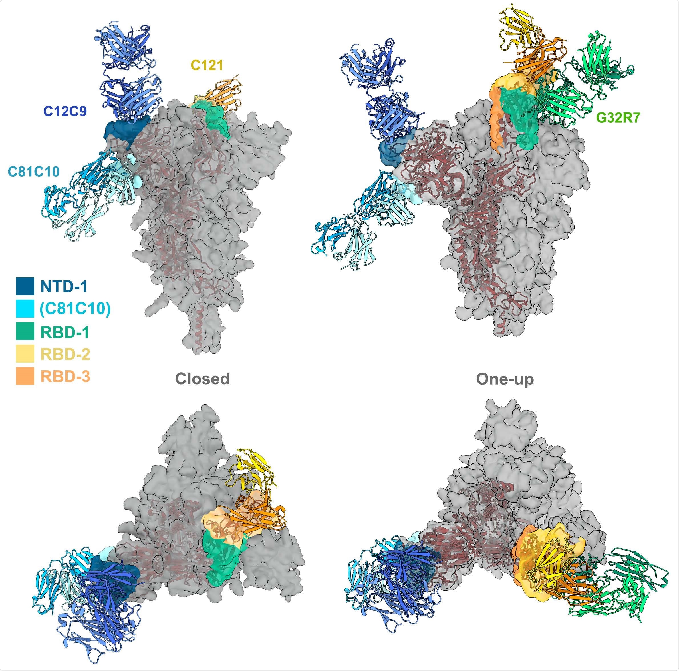 Ab contact regions. Surface regions of the SARS-CoV-2 spike protein trimer contacted by antibodies in four of the seven principal clusters, according to the color scheme shown (taken from the color scheme in Fig. 2), with a representative Fab for all except RBD-3. The C81C10 Fab defines an epitope just outside the margin of NTD-1, but it does not compete with any antibodies in RBD-2. The RBD-2 Fv shown is that of C121 (PDB ID: 7K8X: Barnes et al, 2020), which fits most closely, of the many published RBD-2 antibodies, into our low-resolution map for C12A2. Left: views normal to and along threefold axis of the closed, all-RBD-down conformation; right: similar views of the one-RBDup conformation. C121 (RBD-2) can bind both RBD down and RBD up; G32R7 (RBD-1) binds only the