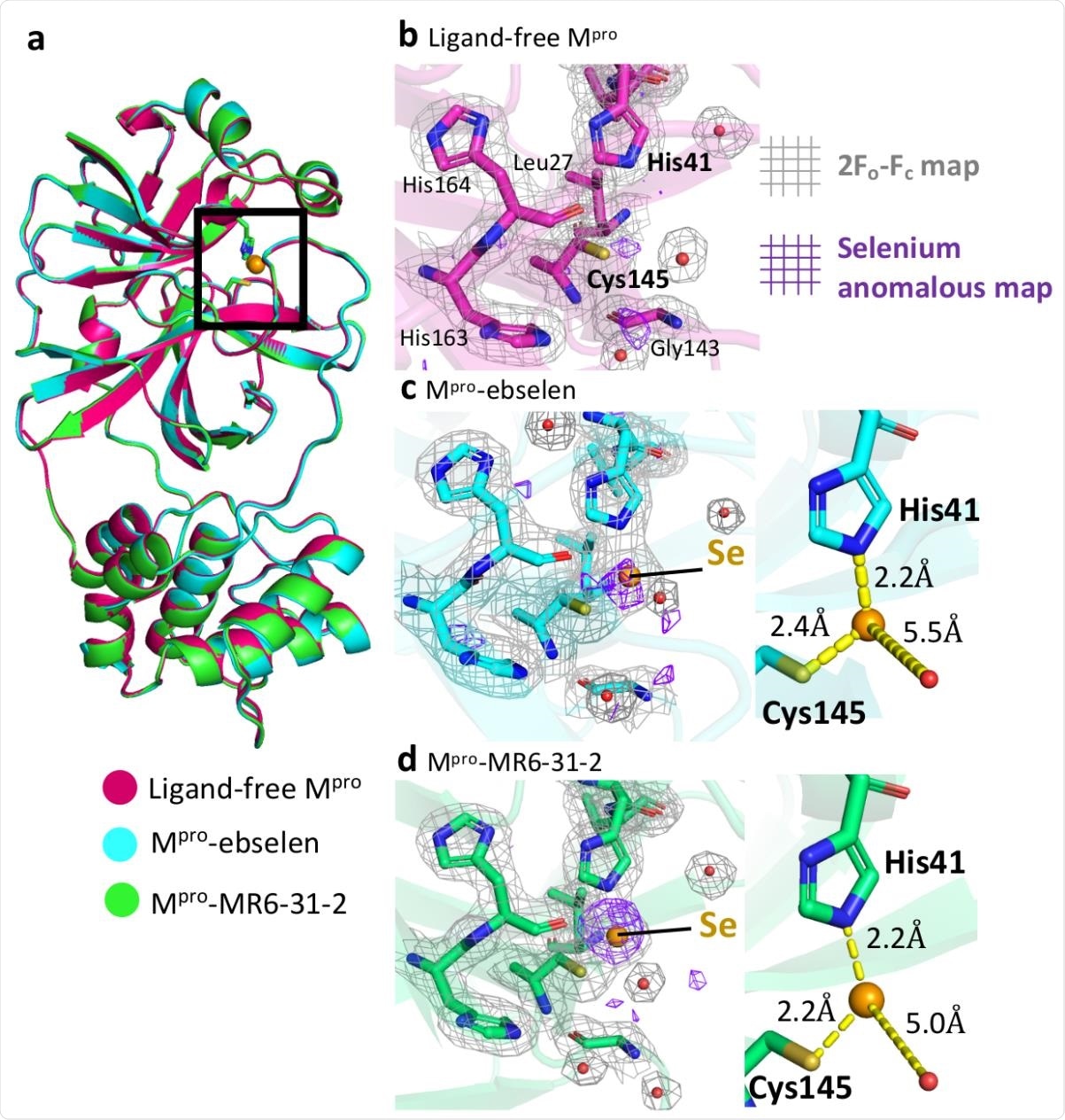 Crystallographic structures of ligand-free Mpro and the complexes with ebselen and MR6-31-2. a, Cartoon representation of superimposed structures of ligand-free Mpro (magenta), Mpro-ebselen (cyan) and Mpro-MR6-31-2 (green). The Mpro catalytic site is highlighted in a black box. Close-up views of catalytic site of b, ligand-free Mpro, c, Mpro-ebselen, and d, Mpro-MR6-31-2. Electron density (2Fo-Fc) map is shown as grey mesh at 1. Anomalous signal of selenium is shown as purple mesh at 3. Selenium atom and waters are shown as orange and red spheres, respectively.