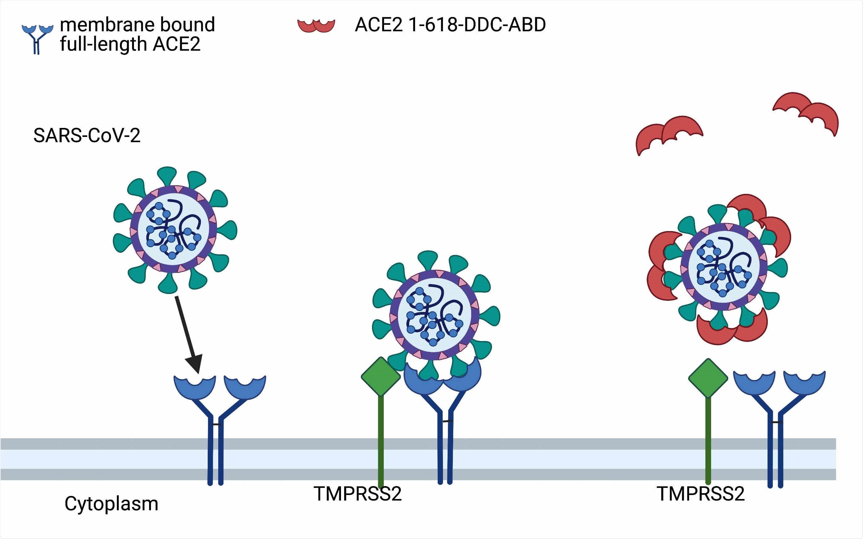 Postulated mechanism of action of ACE2 1-618-DDC-ABD. Administered ACE2 1-618-DDC-ABD (red semi-circles) binds to SARS-CoV-2 acting as a decoy to prevent the binding of SARS-CoV-2 to membrane bound full-length ACE2 receptors (blue). This prevents the internalization of the ACE2-SARS-CoV-2 complex activated by TMPRSS2 (green). Modified from Davidson et al, Hypertension 2020 (10). Created with biorender.com.