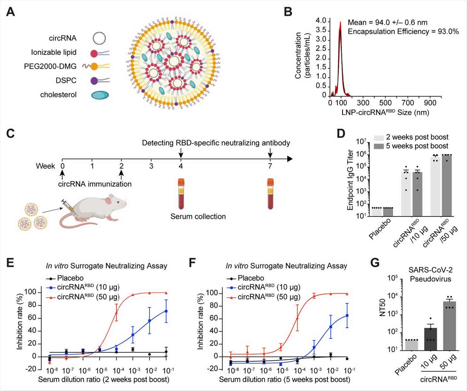 Respuestas inmunes humorales en ratones inmunizados con vacunas circulares de SARS-CoV-2.  (A) Representación esquemática del complejo LNP-CircRNA.  (B) Gráfico de tamaño de enfoque representativo de LNP-circRNARBD medido por el método de dispersión de luz dinámica.  (C) Diagrama esquemático del proceso de injerto de LNP-circRNARB en ratones BALB / cy la tabla de recolección de suero para el análisis de anticuerpos específicos.  (D) Medición del título de anticuerpos IgG específicos de SARS-CoV-2 mediante ELISA.  Los datos se presentaron como media ± SEM (n = 4 o 5).  (E) Gráfico de la curva sigmoidea de la tasa de inhibición por suero de ratones inmunizados con el ensayo de neutralización del virus variante.  Se recogieron sueros de circRNARBD (10 µg) y 260 (50 µg) de ratones inmunizados de CircRNARBD 2 semanas después de la segunda dosis.  Los datos se presentaron como media ± SEM (n = 4).  (F) Gráfico de curva sigmoldal de la tasa de inhibición por suero de ratones inmunizados con el ensayo de neutralización de virus variante.  Se recogieron sueros de ratones inmunizados con circRNARBD (10 µg) y circRNARBD (50 µg) 5 semanas después del refuerzo.  Los datos se presentaron como media ± SEM (n = 5).  (G) NT50 se calculó usando el pseudovirus SARS-CoV-2 basado en virus lento.  Los datos se presentaron como media ± SEM (n = 5).