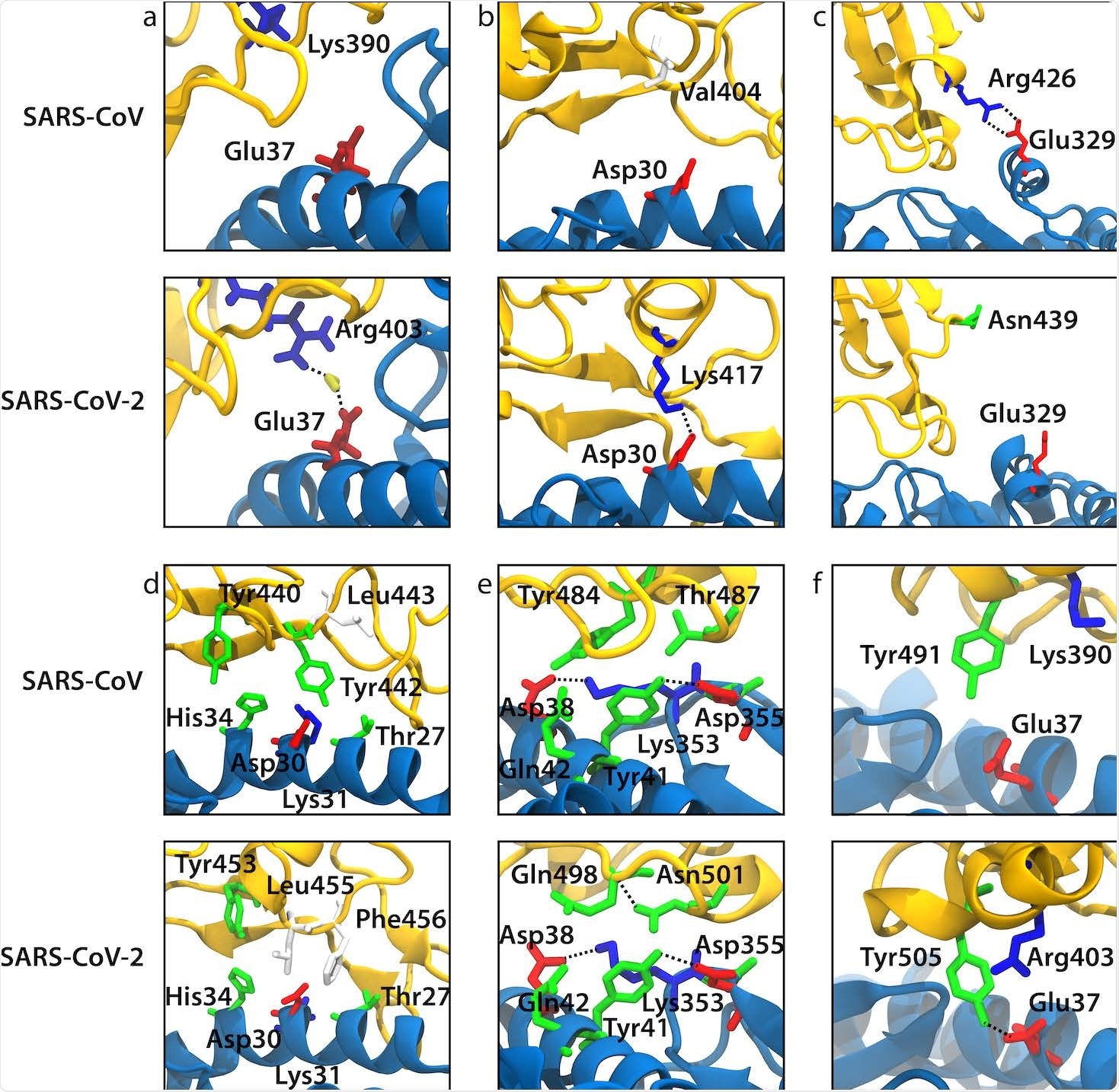 Snapshots from our MD simulations that illustrate the difference in ACE2 binding between SARS-CoV and SARS-CoV-2 for the selected mutations. ACE2 and RBD backbones are shown in blue and yellow, respectively. (a) Arg403/Lys390 (SARS-CoV-2/SARS-CoV numbering). (b) Lys417/Val404. (c) Asn439/Arg426. (d) Leu455/Tyr442. (e) Gln498-Asn501/Tyr484-Thr487. (f) Tyr491/Tyr505.