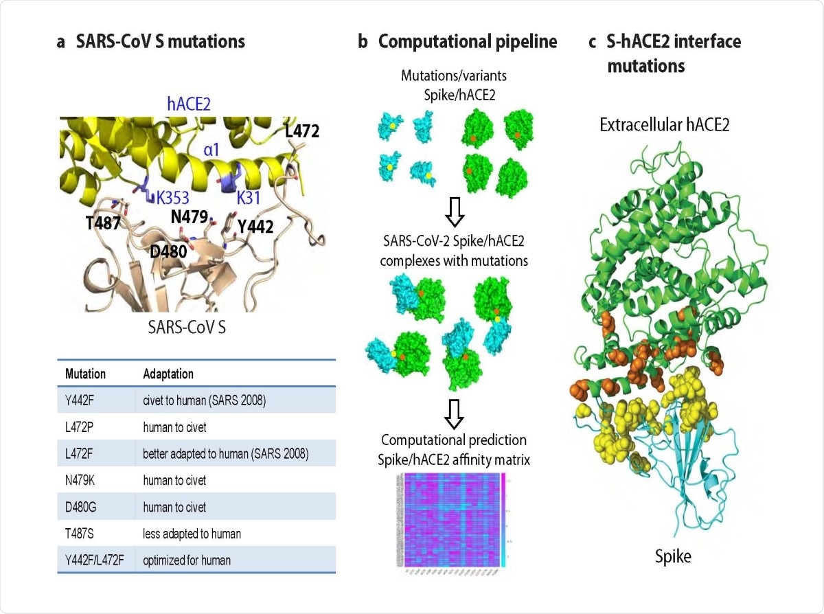Computational framework for predicting the effects of variants in the SARS-CoV-2 Spike/human ACE2 complex. (a) Top: SARS-CoV S-hACE2 complex showing key S interface residues and mutations that play a role in cross-species adaptation to hACE2 (listed in table below). Recognition of hACE2 by the S protein is centered at hACE2 residues K31 in the α1 helix and K353 (highlighted in blue). Bottom: Known adaptations of selected S protein mutations. (b) Computational workflow for structural assessment of variants in the S-hACE2 complex. First, genetic variants are identified bioinformatically from publicly available genome sequence data. Second, starting from their native conformations, mutations in 3D structures of component proteins are generated and the mutant complex is then assembled and refined using an energy minimization algorithm. Third, the binding affinity of each mutant S-hACE2 complex is computed using physics-based interaction energies, including solvation, van der Waals, electrostatics with ionic effects, and entropy. (c) Model of a wild-type (WT) SARS-CoV-2 S-hACE2 complex highlighting positions of modeled variants at the interface (spheres). Spike residues, yellow; hACE2 residues, orange.