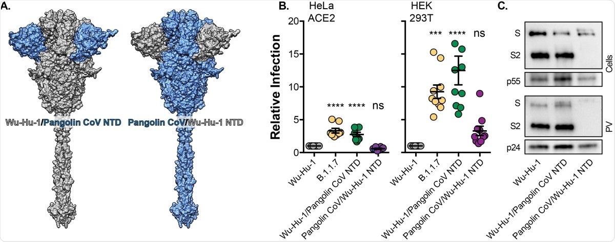 The effect of SARS-CoV-2/Pangolin CoV spike NTD swaps on virus entry. A. Surface representation of spike protein illustrating the NTD swaps between Wu-Hu-1 and Pangolin CoV. B. Entry of PV bearing the stated spike proteins into HeLa ACE2 and HEK 293T. Infection is expressed relative to Wu-Hu-1, Data points represent the mean of independent experiments,