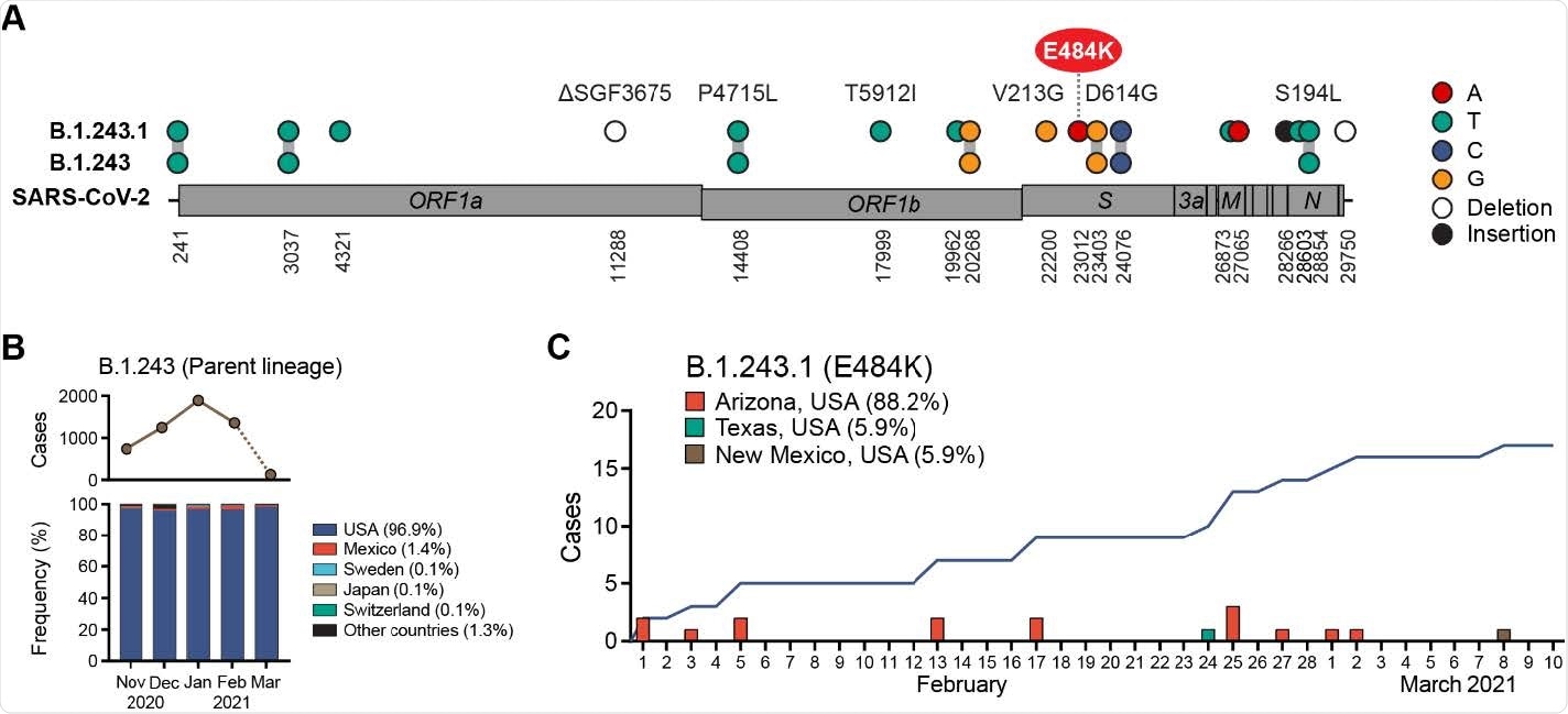 Emergence of E484K harboring B.1.243.1 variant in Arizona, USA. (A) B.1.243.1 lineage-defining mutations are shown on the SARS-CoV-2 genome. Mutations are shown in reference to the SARS-CoV-2 Wuhan-1 genome position (NC_045512.2). (B) Global prevalence of B.1.243 parental lineage from November 2021 to March 2021. Monthly number of B.1.243 cases (top) and distribution by country (bottom) are shown. Average frequency for each country is shown in parenthesis. Sequences from March are under-reported at the time of this reporting (indicated by dashed line). (C) B.1.243.1 case incidence reporting from February to March 2021. Cumulative case incidence is plotted as a line graph.