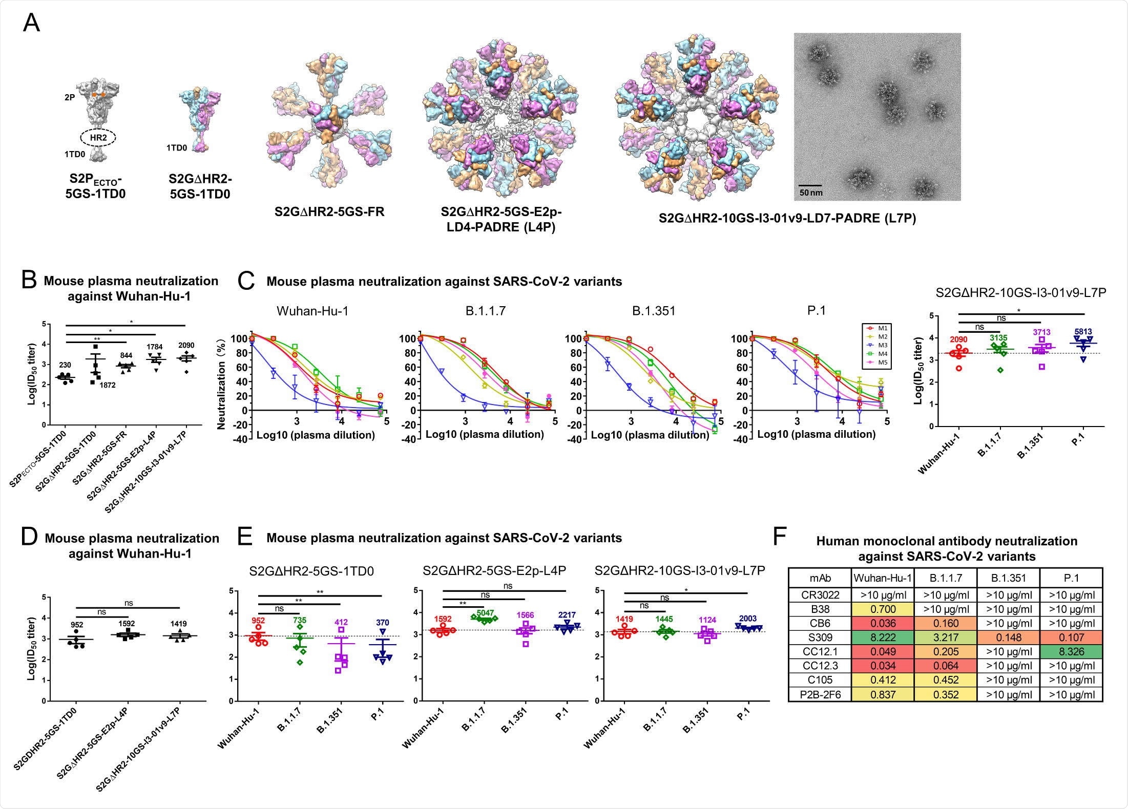 SARS-CoV-2 SApNP vaccines induce broadly neutralizing antibody responses to three variants of concern. (A) Molecular surface representations of vaccine constructs, including two spikes (S2PECTO-5GS-1TD0 and S2GΔHR2-5GS-1TD0) and three spike presenting SApNPs (S2GΔHR2-5GS-ferritin (FR), S2GΔHR2-5GS-E2p-LD4-PADRE (E2p687 L4P), and S2GΔHR2-10GS-I3-01v9-LD7-PADRE (I3-01v9-L7P)). Representative negative stain EM (nsEM) image of S2GΔHR2-10GS- I3-01v9-L7P SApNPs is shown on the right. (B) Neutralization of the original Wuhan-Hu-1 strain by mouse plasma induced by 5 different vaccines at week 5 after two intraperitoneal injections. ID50 titers derived from SARS-CoV-2-pp neutralization assays are plotted, with average ID50 values labeled on the plots. (C) Mouse plasma neutralization against the original Wuhan-Hu-1 strain and three variants, B.1.1.7, B1.351, and P.1, at week 5 after two intraperitoneal injections of the adjuvanted S2GΔHR2-10GS-I3- 01v9-L7P vaccine. Left panels 1-4: percent neutralization plots of individual mice against 4 SARS-CoV-2 strains; Right panel: ID50 plot. In (B) and (C), the plasma samples were generated in the previous study (41), where mice were immunized with 50 μg of adjuvanted vaccine antigen. (D) Neutralization of the original Wuhan-Hu-1 strain by mouse plasma induced the S2GΔHR2 spike and two large S2GΔHR2-presenting SApNPs. Vaccines were administered via footpad injections (0.8 μg/injection, for a total of 3.3 μg/mouse). (E) Mouse plasma neutralization against the original Wuhan-Hu-1 strain and three variants, B.1.1.7, B1.351, and P.1, at week 5 after two footpad injections of the S2GΔHR2 spike and two large S2GΔHR2- presenting SApNPs. In (B)-(E), the ID50 values are plotted as mean ± SEM. The data were analyzed using two-tailed unpaired Student’s t-test for comparison between different vaccine groups or two-tailed paired Student’s t-test for comparison of ID50 titers against SARS-Cov-2 variants using the same plasma samples from a mouse. *p < 0.05, **p < 0.01. (F) Neutralization of four SARS-CoV-2 strains by human monoclonal antibodies including CR3022, B38, CB6, S309, CC12.1, CC12.3, C105, and P2B-2F6. IC50 values are listed and color-coded (white: no neutralization; green to red: low to high). The IC50 values were calculated with the %neutralization range constrained within 0.0-100.0%.
