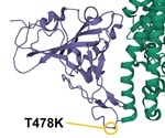 SARS-CoV-2 mutation T478K spreading at alarming speed in Mexico