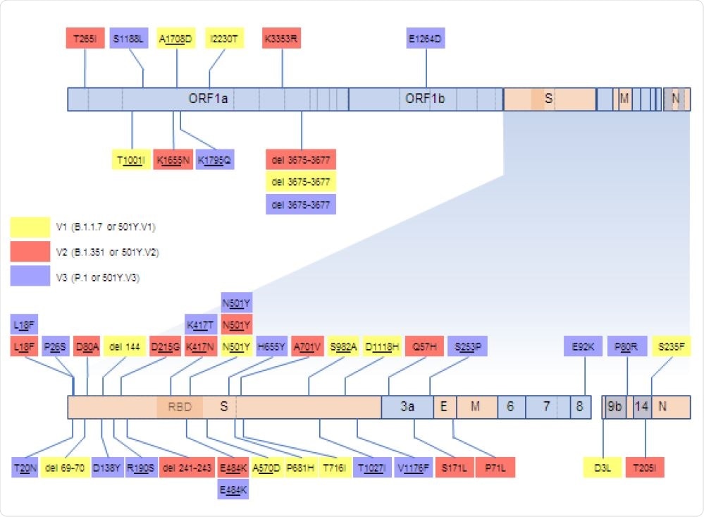 SARS-CoV-2 genome map indicating the locations and encoded amino acid changes of what we considered here to be signature mutations of V1, V2 and V3 sequences. Genes represented with light blue blocks encode non-structural proteins and genes in orange encode structural proteins:S encodes the spike protein, E the envelope protein, M the matrix protein, and N the nucleocapsid protein. Within the S-gene, the receptor binding domain (RBD) is indicated by a darker shade and the site where the S protein is cleaved into two subunits during priming for receptor binding and cell entry is indicated by a dotted vertical line.
