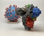 Researchers develop ultrapotent miniproteins that target SARS-CoV-2 receptor-binding domain