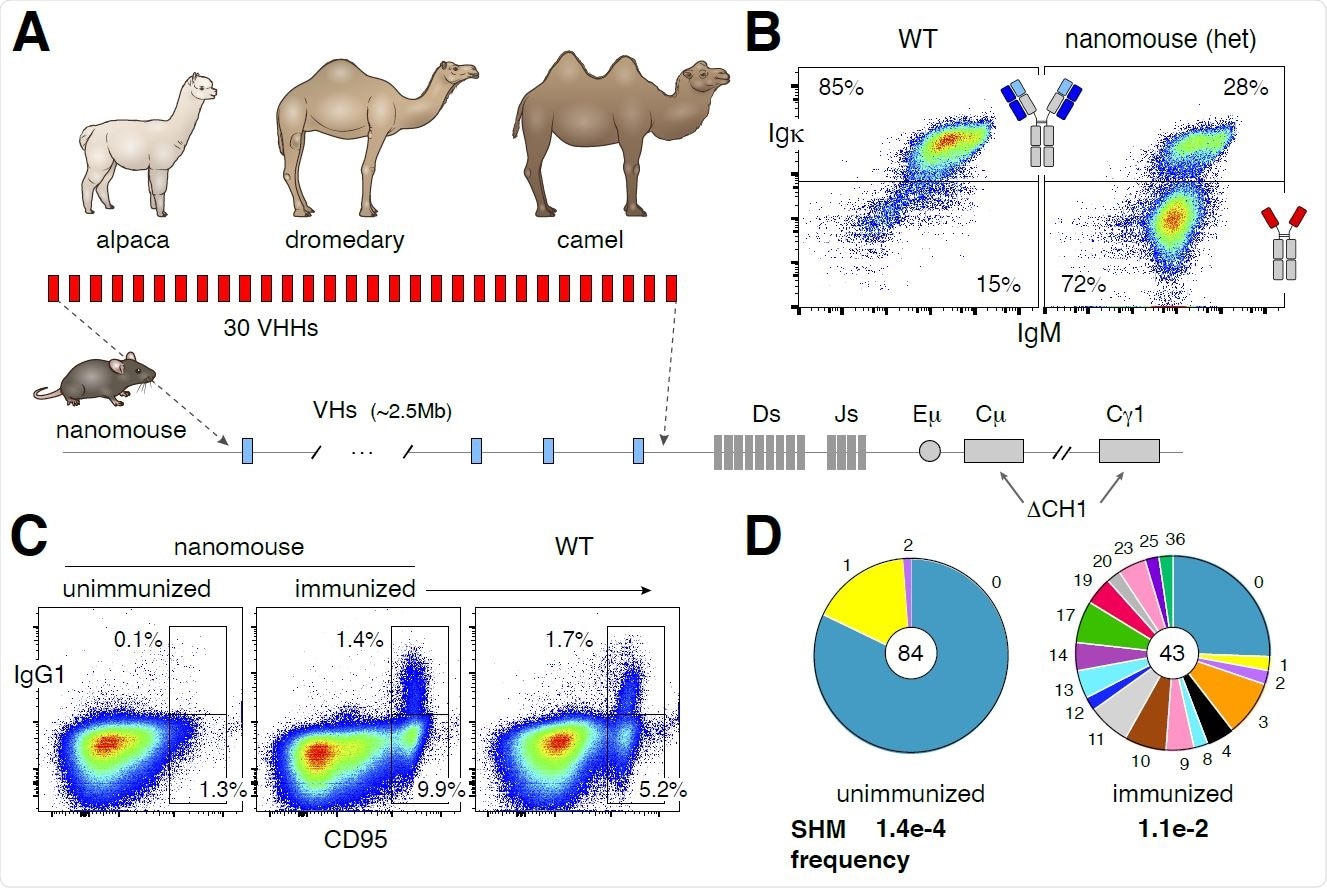 Production and characterization of nanomice. (A) 30 VHHs were selected from alpaca, dromedary and camel to create a cassette, which was inserted via CRISPR-Cas9 in lieu of the mouse VH locus (2.5MB in size). The CH1 exon of Cμ and Cg1 was also deleted to avoid misfolding of the antibody heavy chain when unable to pair with light chains. (B) Flow cytometry analysis of splenic B220+ B cells from WT or heterozygous nanomice. IgM+Igk+ represent cells expressing conventional heavy-light chain antibodies, whereas IgM+Igk- are mostly Igl+ in WT (not shown) or single-chain antibody B cells in nanomice. (C) Flow cytometry analysis of splenic cells from unimmunized and immunized nanomice and controls stained with the germinal center markers CD95 and IgG1. (D) Pie charts showing VHH somatic hypermutation in unimmunized and immunized nanomice. Pie segments are proportional to the VHH sequences carrying the mutations indicated on the periphery of the chart. The middle circle contains the total number of sequences and the mutation frequency is shown in bold below.