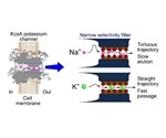 Study provides groundbreaking insights into the passage of sodium ions through potassium channels
