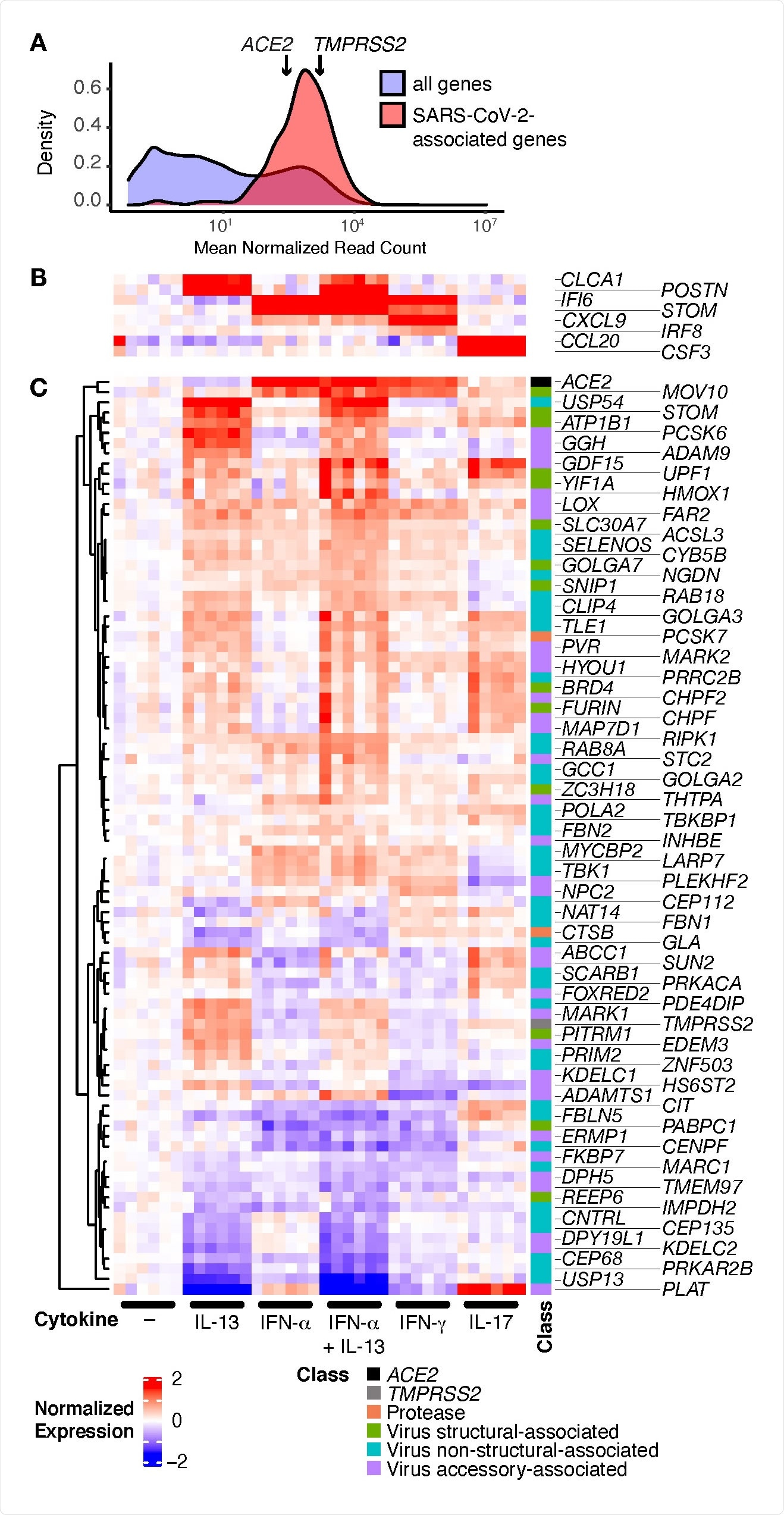 SARS-CoV-2-associated genes are highly expressed in HBECs and many are regulated by cytokines. HBECs from six donors were cultured without cytokine (–), or with IL 13, IFN-α, a combination of IL-13 and IFN-α, IFN-γ, or IL-17 and analyzed by RNA-seq. (A) Comparison of read counts between SARS-CoV-2 associated genes, including ACE2 and TMPRSS2, and all detected genes (≥1 read per million mapped reads in ≥50% of samples) in unstimulated HBECs. (B, C) Heatmap illustrating canonical cytokine-regulated genes (B), and cytokine regulated SARS-CoV-2-associated genes (C; FDR q ≤ 0.05; absolute fold change ≥ 1.5 for any cytokine).