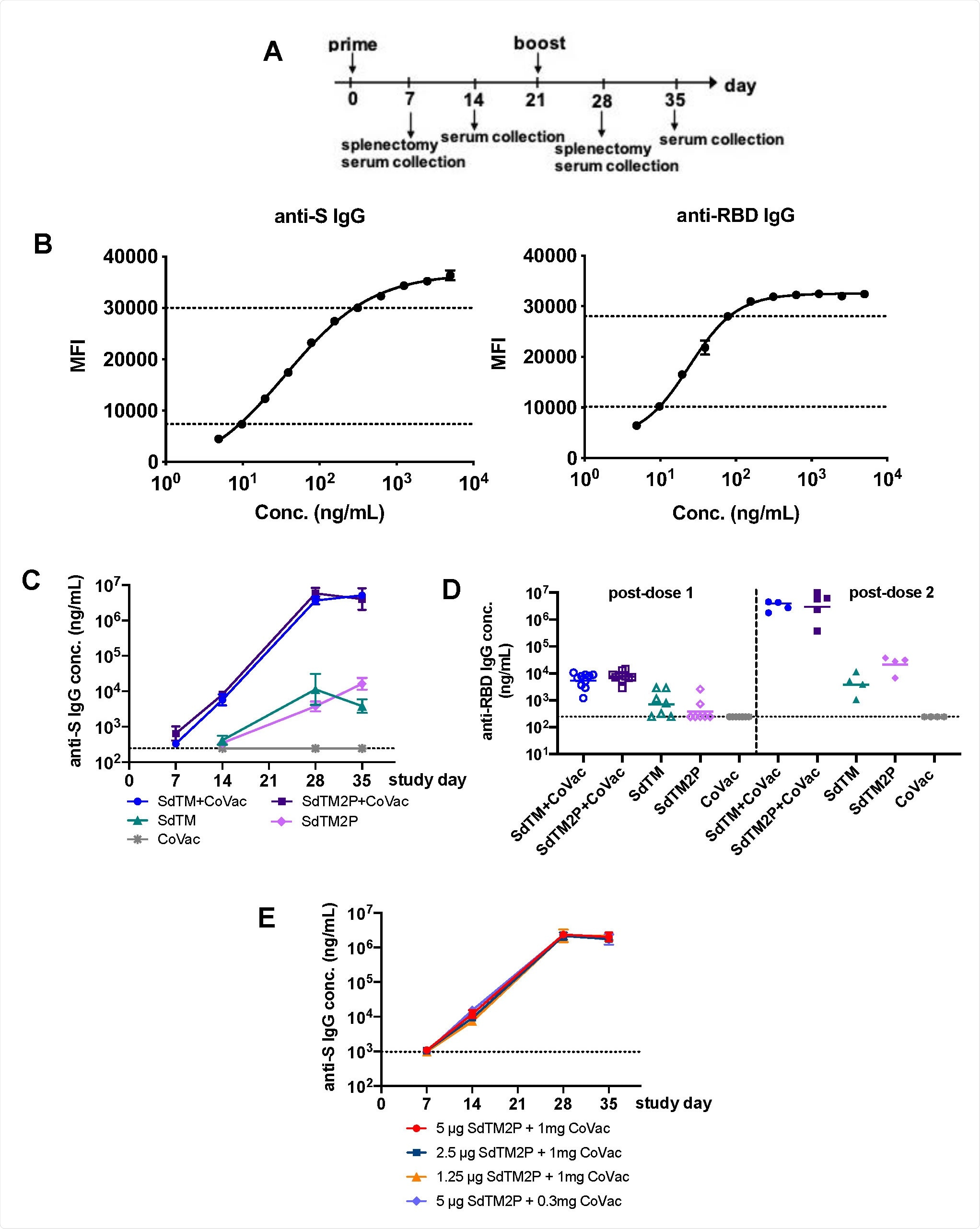 IgG antibody responses to recombinant SARS-CoV-2 S proteins. (A) Groups of Swiss Webster mice (n=7 or 15) were immunized with one or two doses of recombinant S proteins with or without CoVaccine HT™ (CoVac) adjuvant at a 3-week interval. Sera were collected 1 and 2 weeks after each immunization (days 7, 14, 28, and 35), and spleens were harvested 1 week (day 7 and 28) after each immunization. SARS-CoV-2 S-specific IgG titers were measured by a multiplex microsphere immunoassay (MIA) using SdTM2P and RBD-F coupled beads. (B) The purified anti-S antibody was diluted to concentrations in the range of 4.8 to 5000 ng/mL and analyzed by MIA as a standard (as described in the Materials and Methods). Mouse sera were assayed along with the antibody standard and the IgG concentrations was interpolated from the standard curves using a sigmoidal dose-response computer model (GraphPad Prism). The dotted lines denote the top and bottom of linear range that were used to interpolate antibody concentration (C) The anti-S and (D) anti-RBD antibody titers in sera from mice immunized with SdTM or SdTM2P (purified by hACE2 AC) with or without adjuvants or (E) anti-S antibody in sera of mice administered different dosages (5, 2.5, or 1.25 μg) of SdTM2P (purified by mAb IAC) with adjuvant (1 or 0.3 mg) are expressed as IgG concentrations (ng/mL). The dotted lines in panels C to E indicate the bottom of linear range of the standard curve.