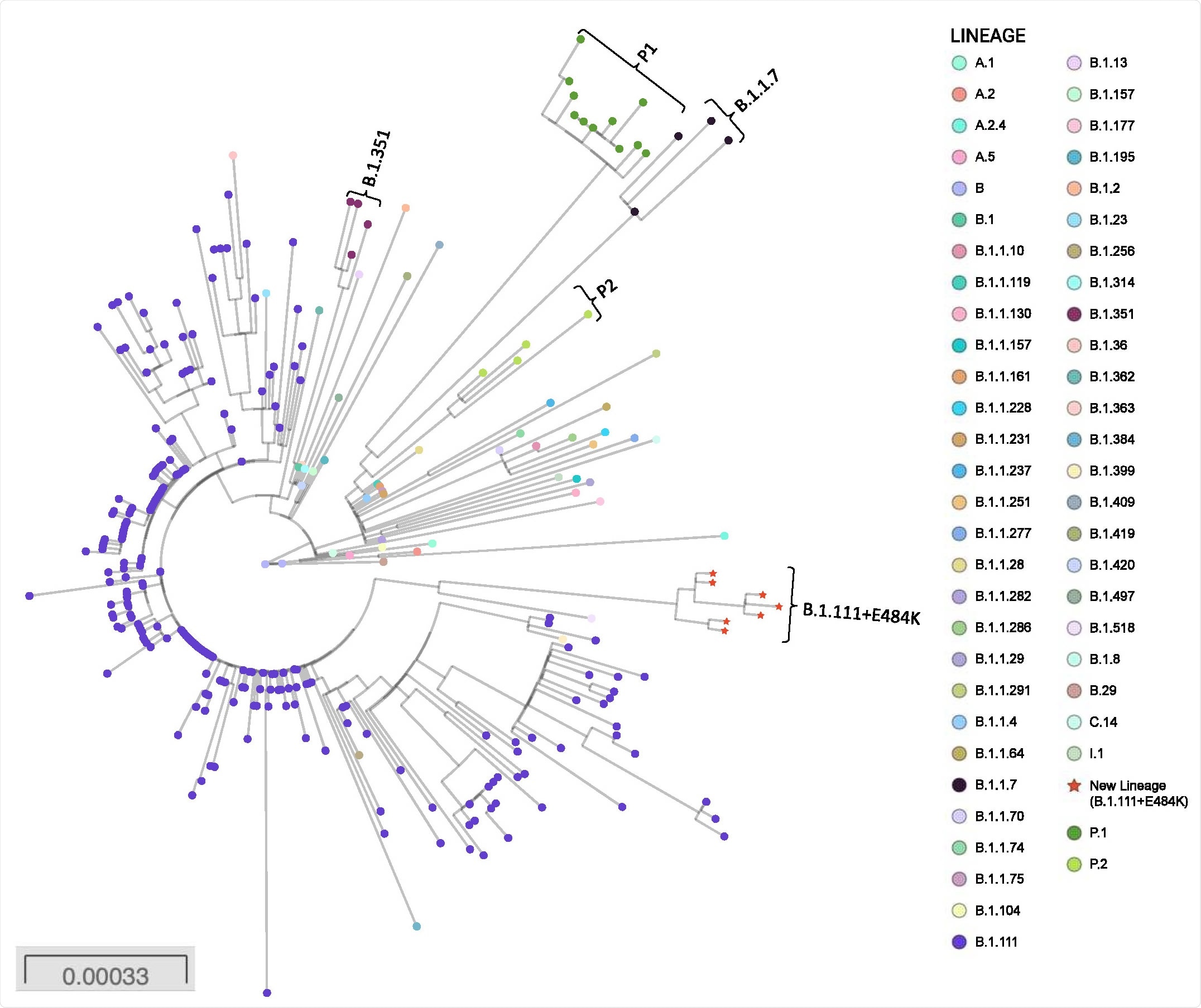 Phylogenetic tree of the new lineage of SARS-CoV-2 emerging from B.1.111 lineage. The tree was reconstructed by maximum likelihood with the estimated GTR+F+I nucleotide substitution model for the dataset of 304 full-length genomes, representative of the principal recently emerging lineages. The interactive tree can be accessed in the following link: https://microreact.org/project/nFBT2K1JdjcMuEPH7u32Ar/6d9eb0c0. Red stars represent the sequences belonging to the new lineage.
