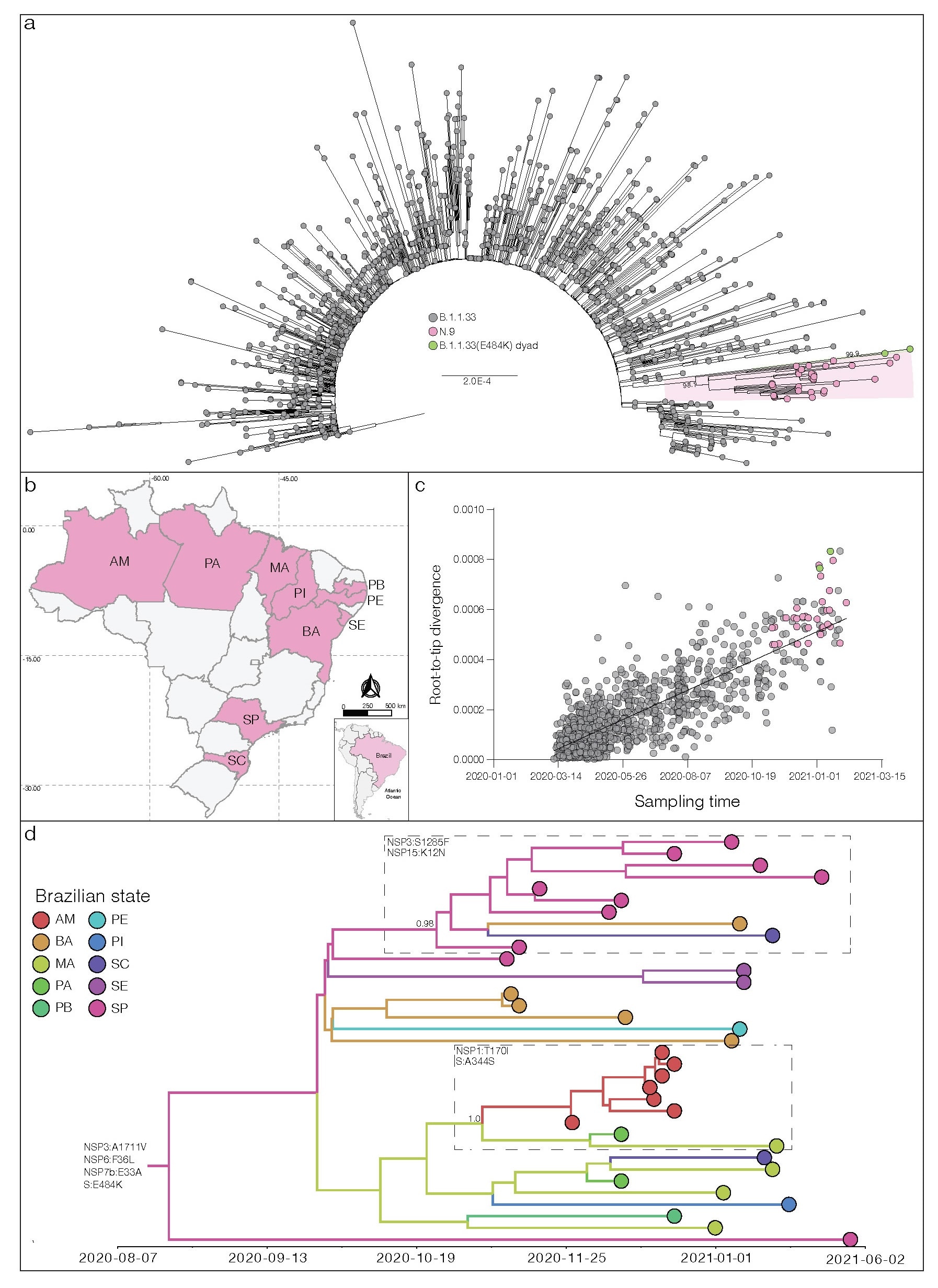 a) Maximum likelihood (ML) phylogenetic tree of the B.1.1.33 whole-genome sequences from Brazil. The B.1.1.33 sequences with mutation S:E484K are represented by pink (VOI N.9) and green [B.1.1.33(E484K)] circles. VOI N.9 clade is highlighted in pink. The aLRT support values are indicated in key nodes and branch lengths are drawn to scale with the left bar indicating nucleotide substitutions per site. b) Geographic distribution of the VOI N.9 identified in Brazil. Brazilian states’ names follow the ISO 3166-2 standard. c) Correlation between the sampling date of B.1.1.33 sequences and their genetic distance from the root of the ML phylogenetic tree. Colors indicate the B.1.1.33 clade as indicated in a). d) Bayesian phylogeographic analysis of N.9 lineage. Tips and branches colors indicate the sampling state and the most probable inferred location of their descendent nodes, respectively, as indicated in the legend. Branch posterior probabilities are indicated in key nodes. Boxes highlight two N.9 subclades carrying additional mutations (indicated in each box). The tree was automatically rooted under the assumption of a strict molecular clock, and all horizontal branch lengths are time-scaled.