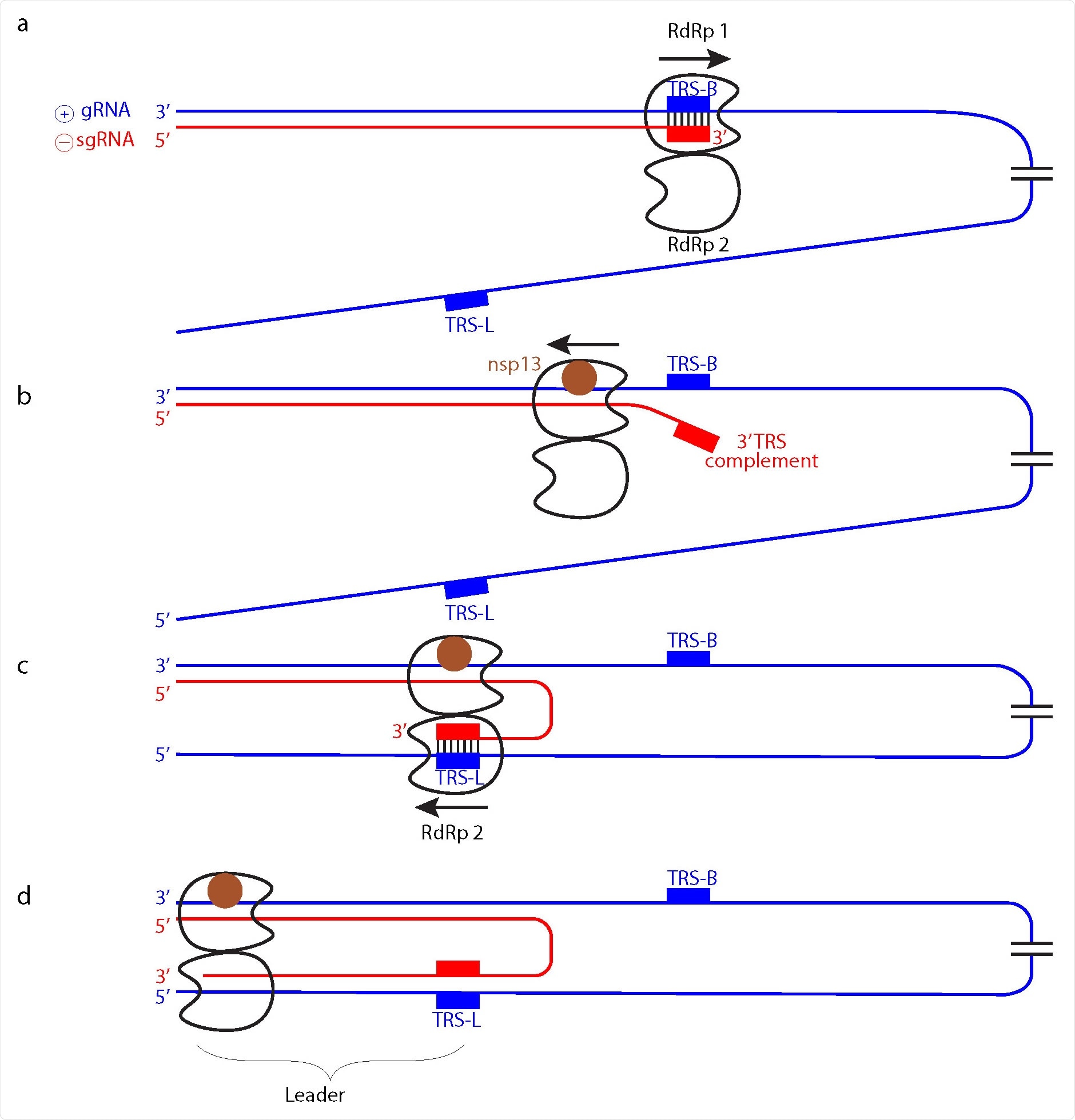 Model of subgenomic RNA production for transcription. a Genomic positive-strand (⊕) RNA (gRNA) is used as template to produce the 5’ region of negative-strand(⊖) sgRNA until TRS-B is reached by the RdRp monomer 1. b Backtracking is mediated by nsp13 helicase and exposes the newly synthesized, complementary TRS sequence. c The complementary sequence in sgRNA can pair with the downstream TRS-L in gRNA and is then loaded into RdRp monomer 2. d RdRp 2 then completes ⊖ sgRNA synthesis while RdRp 1 backtracks further.