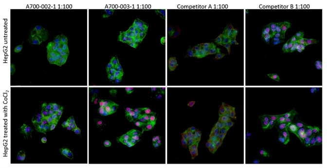 Hypoxic Signaling: Recombinant Rabbit Monoclonal Antibodies for HIF1-alpha and HIF2-alpha