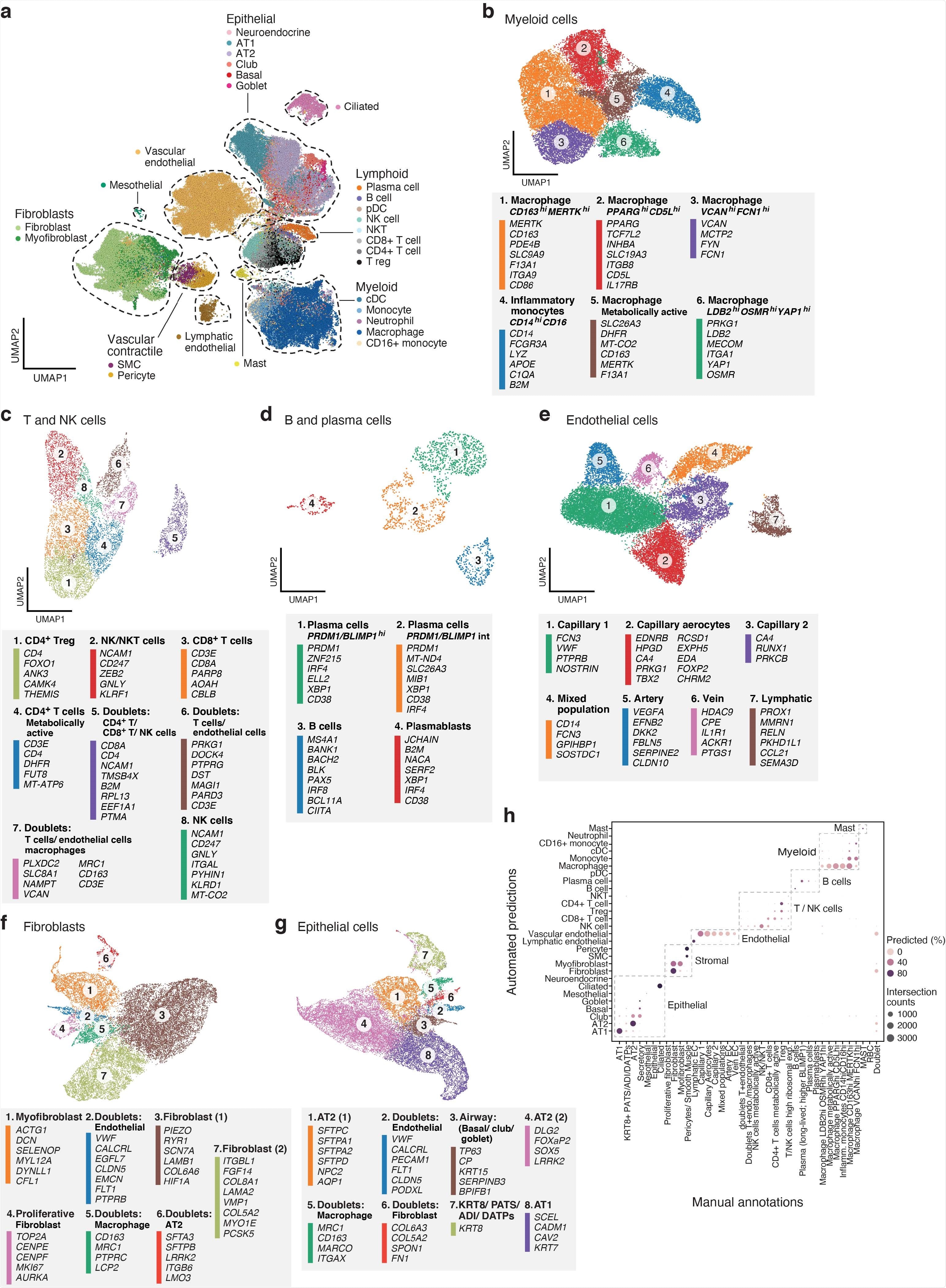 A single cell and single nucleus atlas of COVID-19 lung a. Automatic prediction identifies cells from 28 subsets across epithelial, immune and stromal compartments. UMAP embedding of 106,792 harmonized scRNA-Seq and snRNA-Seq profiles (dots) from all 16 COVID-19 lung donors, colored by their automatically predicted cell type (legend). b-g. Refined annotation of cell subsets within lineages. UMAP embeddings of each selected cell lineages with cells colored by manually annotated sub-clusters. Color legends highlight highly expressed marker genes for select subsets. b. myeloid cells (24,417 cells/ nuclei), c. T and NK cells (9,950), d. B and plasma cells (1,693), e. endothelial cells (20,366), f. fibroblast (20,925), g. epithelial cells (21,700). h. High consistency between automatic and manual annotations. The proportion (color intensity) and number (dot size) of cells with a given predicted annotation (rows) in each manual annotation category (columns)