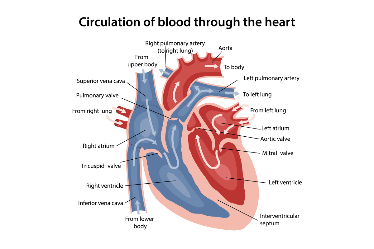 How the Heart Pumps Blood