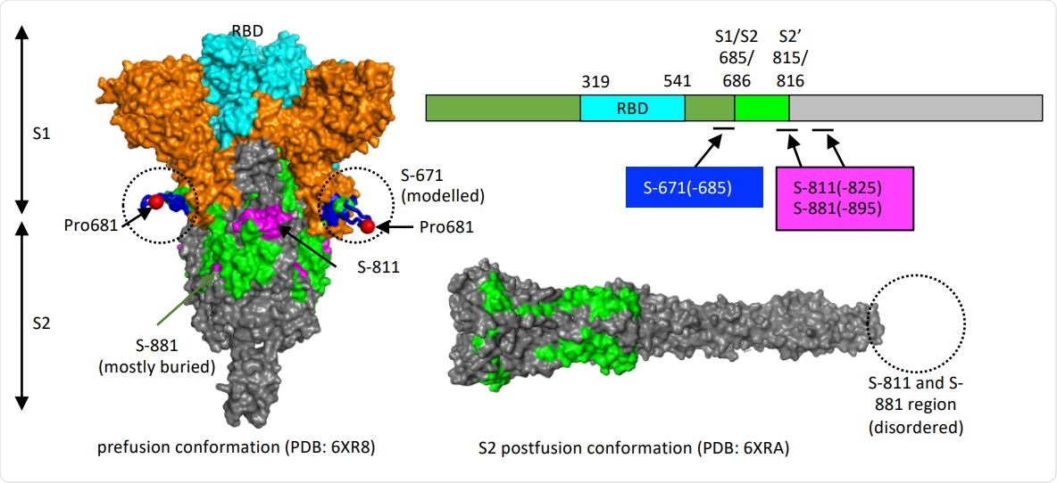 Structure models to show location of the critical epitopes on the Spike protein. The epitopes S-671, S-811 and S-881 are shown on the domain structure diagram of Spike as well as its prefusion (left) and postfusion (right) conformation. The S protein has two cleavage sites, S1/S2 and S2’. The S-671 epitope is located at the C-terminus of S1, and it is disordered in the prefusion cryo-EM structure (left panel: PDB 6XR8). A homology model from the SWISS-MODEL repository was employed to draw an S671 epitope model in the left panel (colored blue), without cleavage at S1/S2. The Pro681 site is shown with a red sphere. The S2’ cleavage site is located on the S-811 epitope. The S-881 epitope is buried and inaccessible in the prefusion state. However, the region (fusion peptide or FP) targets the host cell membrane and is fully disordered in the post-fusion conformation (right panel: PDB 6XRA, residues 771-911 are disordered). The S1 region is colored orange, except for RBD in cyan. The region between S1/S2 cleavage and S2’ cleavage sites is in green. The S-811 and S-881 epitopes are colored magenta in the prefusion conformation.