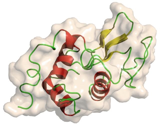 Three-dimensional Structural Lysozyme According to Protein Data Bank.
