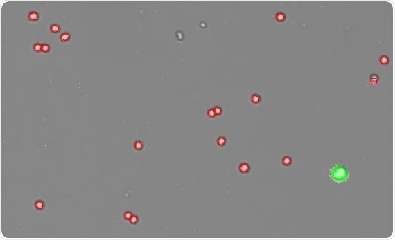 Isolated HEK293T nuclei result image from the CellDrop. Nuclei are stained red while leftover intact cells are stained as green.
