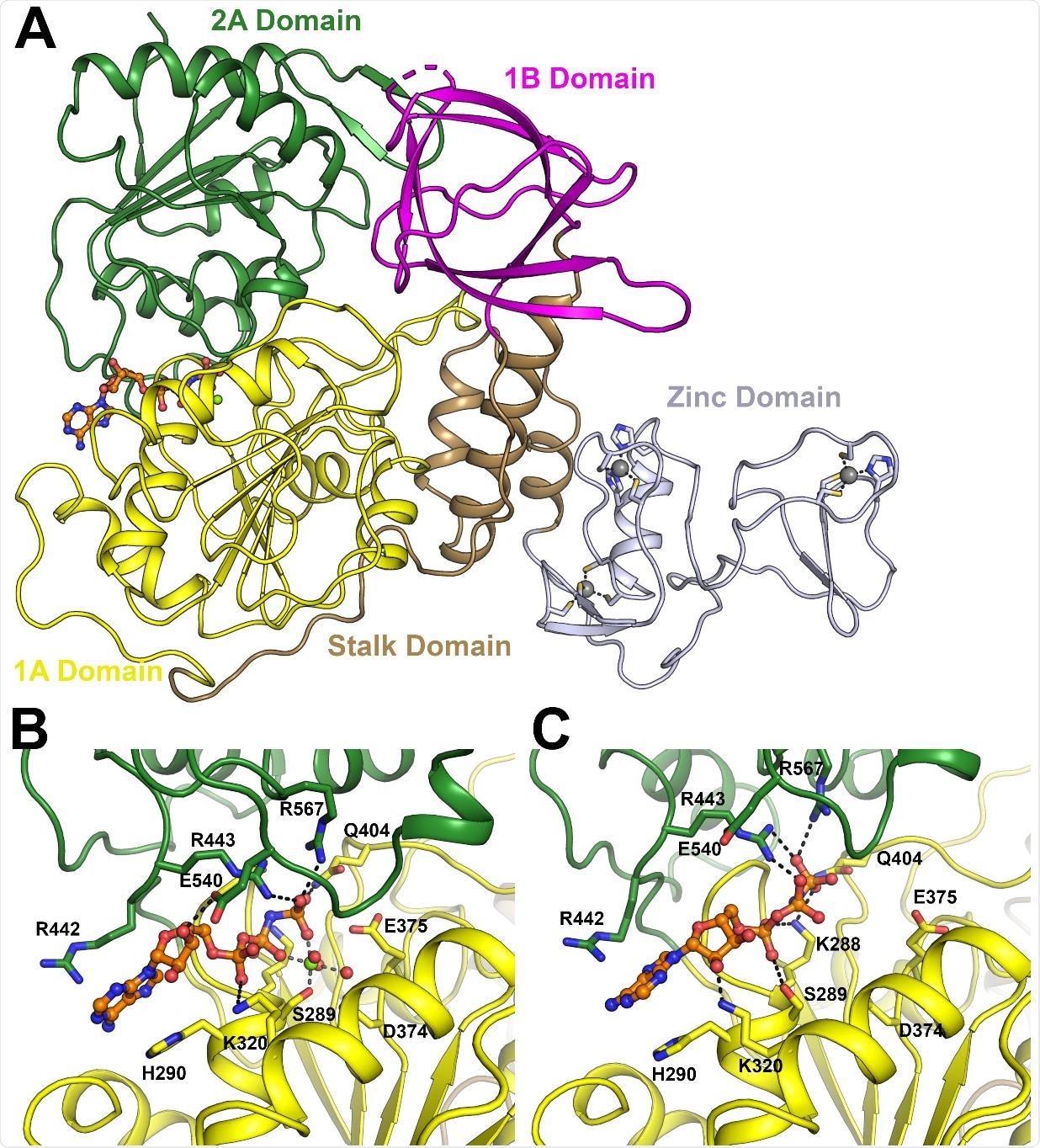 Overall structure of SARS-CoV-2 NSP13. (A) Structure overview with domains labelled and colored individually (the same color scheme is used throughout). The AMP-PNP nucleotide is shown in stick format in the nucleotide binding site between the 1A and 2A domains. (B) Close up view of the nucleotide binding mode for the AMP-PNP Mg2+ complex (mode A), with interacting residues labeled and shown in the stick format. (C) Close up view of the nucleotide binding form the AMP-PNP complex (mode B), viewed from the same orientation as panel B.