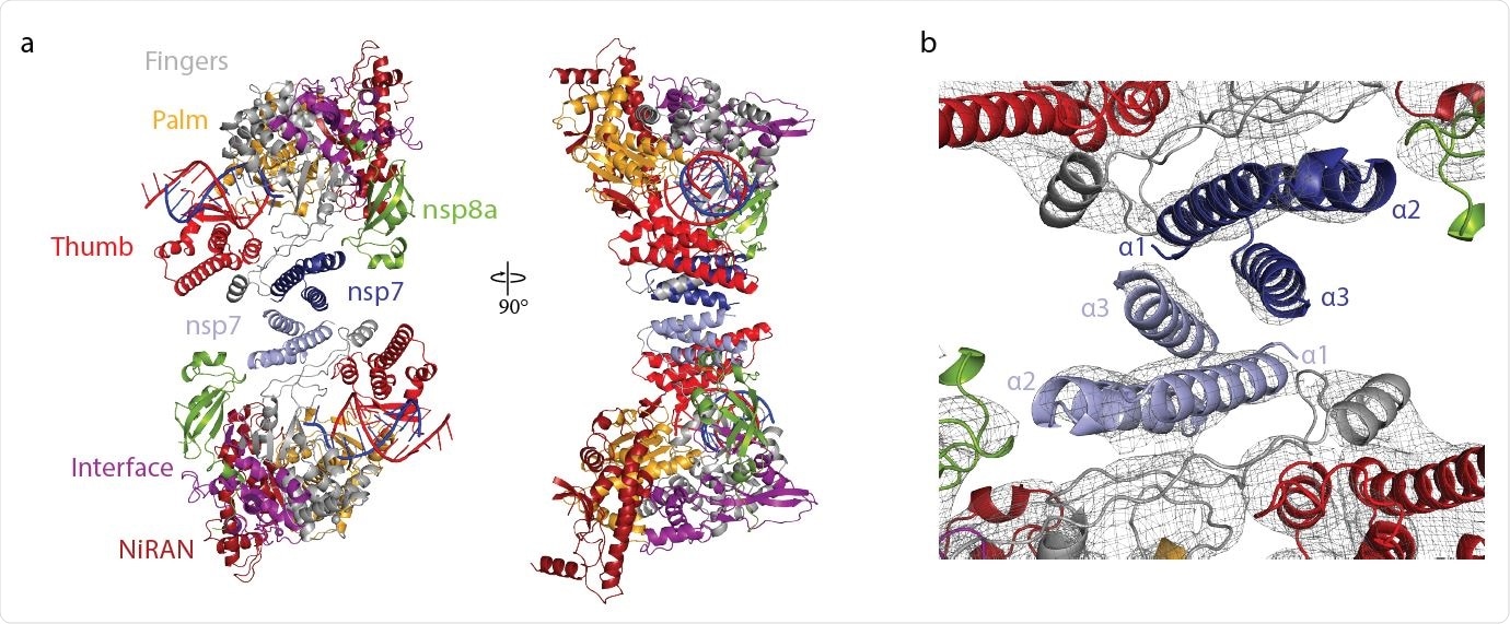 Structure of antiparallel RdRp dimer. a Two views of a ribbon model of the antiparallel RdRp-RNA dimer. Color code for nsp7, nsp8, nsp12 domains (NiRAN, interface, fingers, palm and thumb), RNA template (blue) and RNA product (red) is used throughout. Nsp7 subunits in the two RdRp monomers are colored slightly differently for the two monomers (dark and light blue, respectively). Views are related by a 90° rotation around the vertical axis. b Close-up view of nsp7-nsp7 dimerization interface. View is as in the left structure of panel a. The final cryo-EM density is shown as a black mesh.