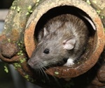 Study suggests sewer rats immune to SARS-CoV-2