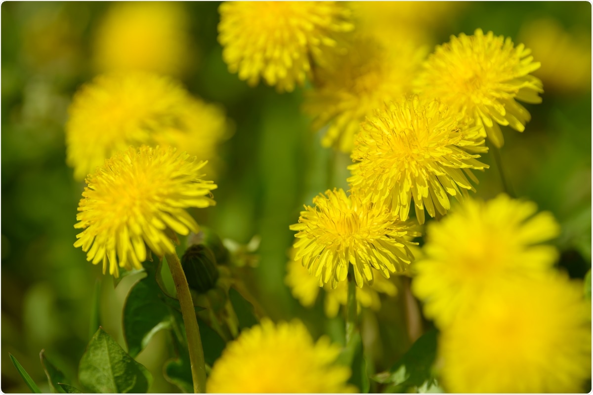 Study: Common dandelion (Taraxacum officinale) efficiently blocks the interaction between ACE2 cell surface receptor and SARS-CoV-2 spike protein D614, mutants D614G, N501Y, K417N and E484K in vitro. Image Credit: Cyrustr / Shutterstock