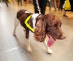 Sniffer dogs could be used to detect SARS-CoV-2 infections, say researchers