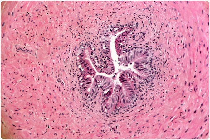 High power cross-section of vas deferens with muscular wall and complete lumen lined by ciliated epithelium. Image Credit: Lisa Culton / Shutterstock