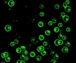 Fluorescent Antibody Techniques