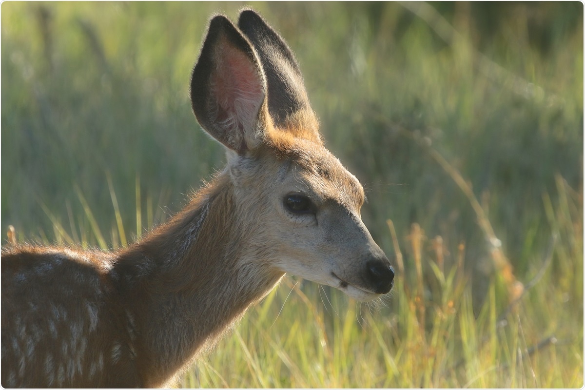 Study: Susceptibility of white-tailed deer (Odocoileus virginianus) to SARS-CoV-2. Image Credit: vagabond54 / Shutterstock