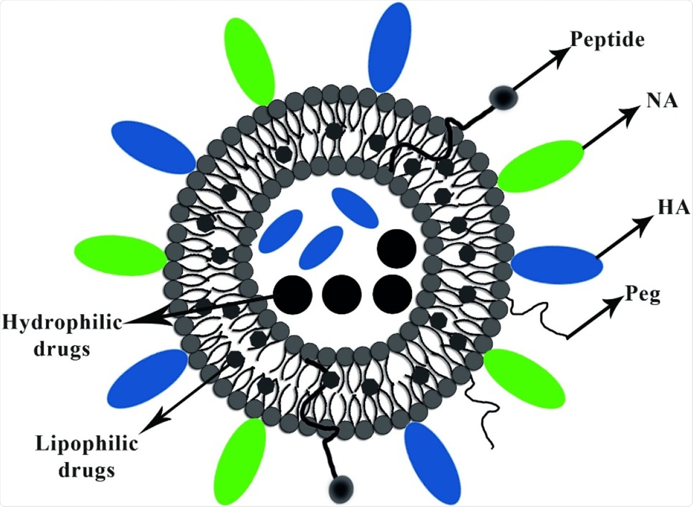 Shows the schematic illustration of the virosome particle. Virosome endowed adjuvant properties and functioning as a carrier for delivering several bioactive compounds, including lipophilic and hydrophilic drugs, peptides, and polymers.
