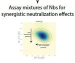Nanobody cocktails neutralize SARS-CoV-2 and variants