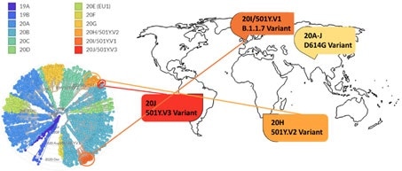 Phylogenetic clades of SARS-CoV-2 mutations with key variants around the world highlighted.