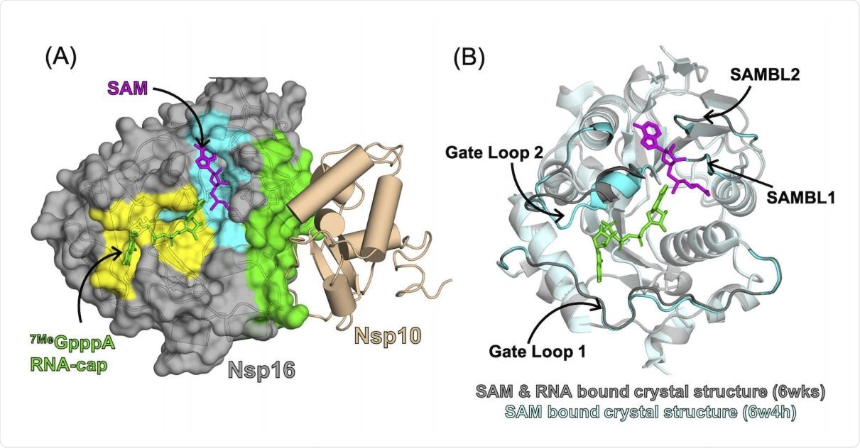 Substrate binding pockets and Nsp10 binding interface of Nsp16 observed in the crystal structure of the Nsp16/Nsp10 complex (PDB: 6wks). (A) Surface representation of Nsp16 showing the SAM-binding pocket (cyan), RNA-binding pocket (yellow) and Nsp10-binding interface (green). (B) Overlay of Nsp16 structures from structures of the Nsp16/Nsp10 complex with RNA (PDB: 6wks, shown in grey) and without RNA (PDB: 6w4h, shown in cyan), showing structural heterogeneity in the RNAbinding site. Gate loop 1 and Gate loop 2 of the RNA-binding pocket, and SAM-binding loop 1 (SAMBL1) and SAM-binding loop 2 (SAMBL2) lining the SAM-binding pocket are highlighted.