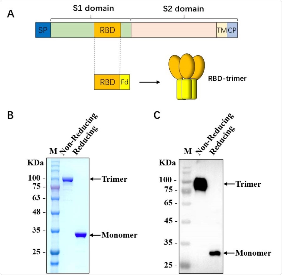 Characterization of SARS-CoV-2 RBD-trimer.(A) Schematic design of SARS-CoV-2 RBD-trimer. (B-C) The purified recombinant 330 protein was analyzed by SDS-PAGE (B) and Western blot with a polyclonal antibody against SARS-CoV-2-S1 (C). M: Marker. 10 µg of recombinant protein was loaded in each lane.