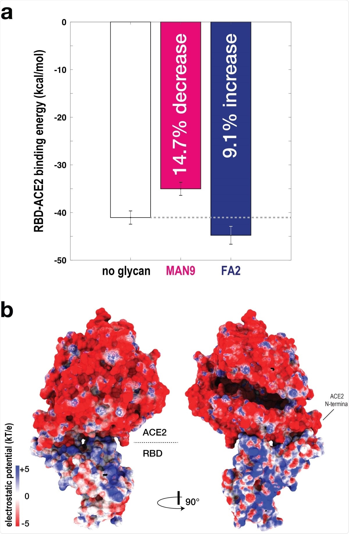 RBD-ACE2 binding affinity is glycan dependent. (a) To evaluate the binding energy between RBD-ACE2, the MM-PBSA approach was applied. Binding energy was calculated for simulations without glycans (white bar), and with MAN9 glycans (magenta bar) or FA2 glycans (blue bar) on ACE2. Simulations with MAN9 glycans on ACE2 are associated with a 14:7% decrease in stability, relative to the non-glycan simulations. In contrast, simulations with FA2 glycans on ACE2 result in a 9:1% increase in stability. (b) Electrostatic surface potential calculated for ACE2 and RBD. Two complementary views show that the ACE2 surface is overall negatively charged, while the surface of RBD is overall positive.