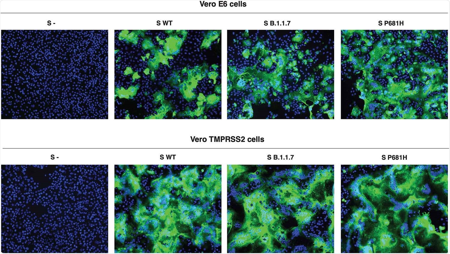 Cell-cell assays of S-expressing VeroE6 and Vero-TMPRSS2 cells. Cells were transfected with the SARS-CoV-2 WT, B.1.1.7 or P681H S gene and syncytia formation was evaluated through IFA after 28 hours. Syncytia was observed in all cells, regardless the expressed S type. More extensive syncytia formation was observed in Vero-TMPRSS2 cells and was consistent among the three S proteins.