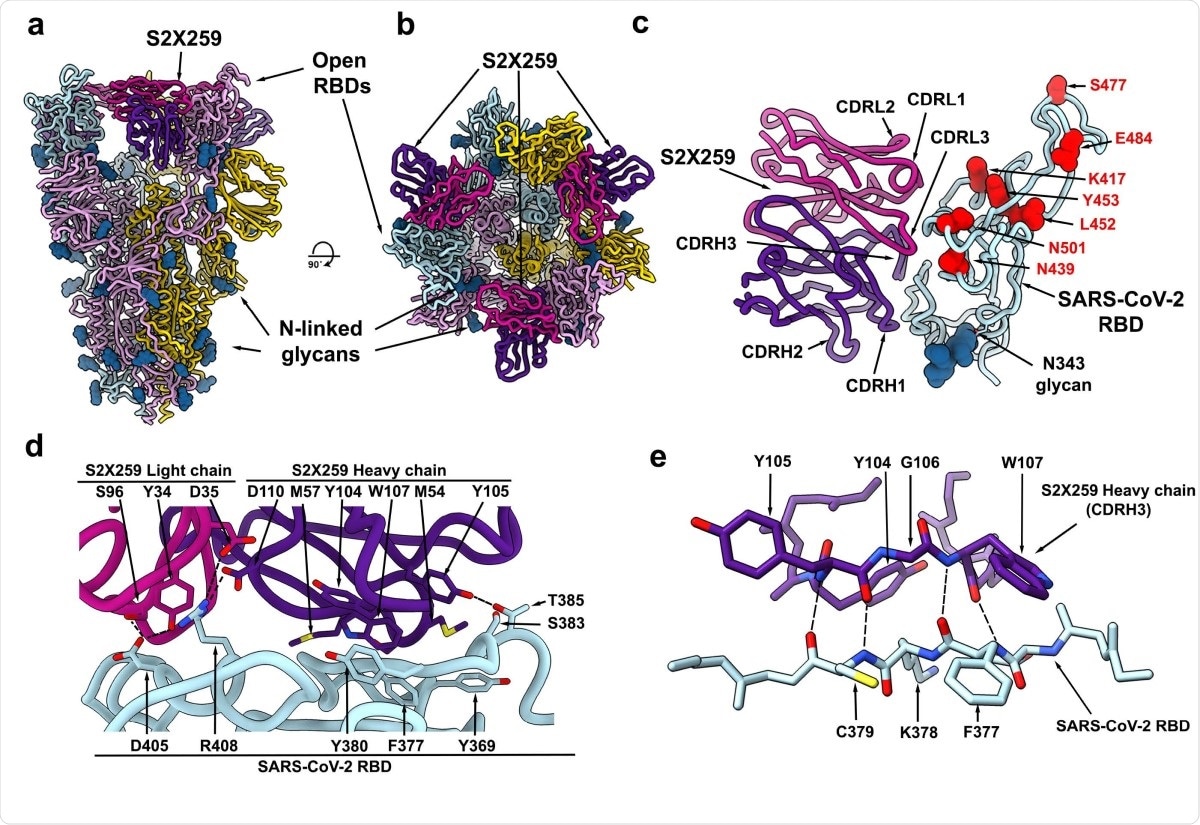 The S2X259 broadly neutralizing sarbecovirus mAb recognizes RBD antigenic site II. a-b, CryoEM structure of the prefusion SARS-CoV-2 S ectodomain trimer with three S2X259 Fab fragments bound to three open RBDs viewed along two orthogonal orientations. c. The S2X259 binding pose involving contacts with multiple RBD regions. Residues corresponding to prevalent RBD mutations are shown as red spheres. d-e, Close-up views showing selected interactions formed between S2X259 and the SARS-CoV-2 RBD. In panels a-e, each SARS-CoV-2 S protomer is coloured distinctly (cyan, pink and gold) whereas the S2X259 light and heavy chain variable domains are coloured magenta and purple, respectively. N-linked glycans are rendered as blue spheres in panels a-c.