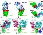 Modeling study suggests how different SARS-CoV-2 mutations prevent antibody binding