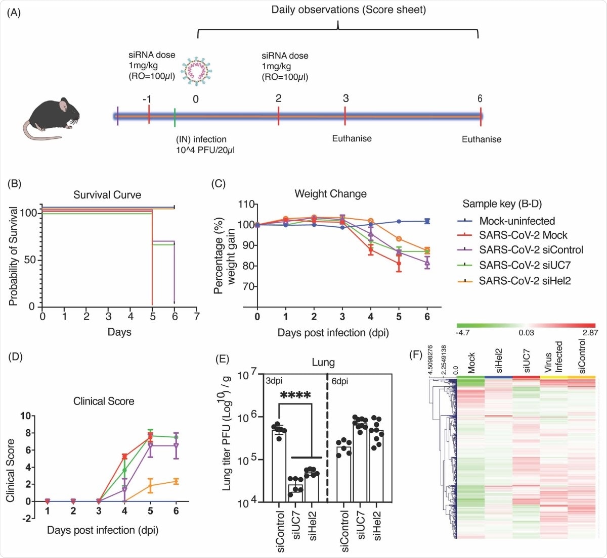 Intravenous administered sLNP-siRNA repression of COVID-19 in vivo. (A) 7–13-week-old K18-hACE.2 female and male mice were intranasally infected with either PBS or 104 PFU/ 20 μL of SARS-CoV-2 (Australian VIC1 strain, passage 4). (A) Mice were intravenously treated with 1 mg/kg in 100 μL of siRNA packaged into HFDM lipid nanoparticles (LNP) by retroorbital administration at -1 and 2 days post infection (dpi). At 3dpi and 6dpi lung and brain tissues were harvested and homogenized for immunoplaque assays. (B-D) Mouse survivorship, probability of survival, body weight (weight change), and clinical score were evaluated at the indicated days post-infection (dpi). (B) Weight loss >15% was taken as an endpoint and mice were euthanized. (C) Mice were weighed and scored daily until the experimental end point (6 dpi), for disease progression. (D) The clinical score was evaluated based on locomotion, behaviour and appearance. Each data point represents the average ± SEM of 3 to 4 mice. (E) The amount of infectious virus particles in lung tissues at 3 and 6 dpi were titrated by immunoplaque assays on Vero E6 cells, using a SARS-CoV-2 N protein specific antibody and expressed as PFU per gram of tissue. Each data point represents a technical replicate, where one mouse is equivalent to 3 technical replicates and bars represent the average ± SEM. (F) An unsupervised hierarchical cluster heatmap of immune gene expression in the lungs at 6dpi. Each row is a gene and each column is a treatment group. Rows are Z-score normalised (Green: low expression and red: high expression). A p value of <0.0001 (****) is considered statistically significant when assessed by 2-way ANOVA (Dunnett’s post- test) when compared against siControl.