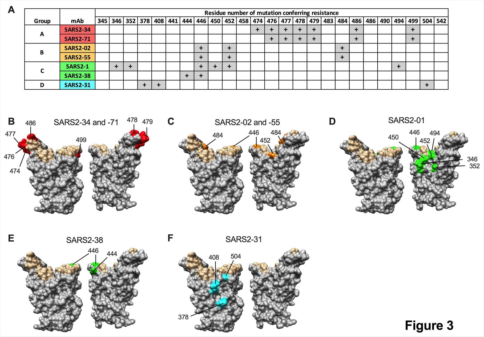 Epitopes recognized by anti-SARS-CoV-2 mAbs. mAbs were tested for neutralization potency against a panel of VSV-eGFP-SARS-COV-2-S neutralization escape mutants. (A) “+” symbol indicates resistance to neutralization when a mutation at the indicated residue number is present. (B-F) Residues from (A) are highlighted on the RBD structure (PDB 6M0J) in red, orange, green, or cyan for mAbs from group A, B, C, or D, respectively, and indicated. Residues that engage hACE2 are highlighted in tan.