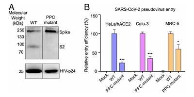 S protein cleavage occurs and necessary for viral infection. A) Mutation of furin (PPC) site abolishes cleavage.  B) PPC mutant have lower viral entry efficiency compared to WT.